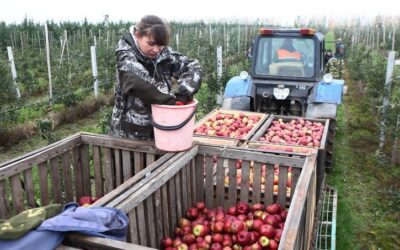 Временная трудовая занятость